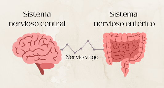 Intestino segundo cerebro